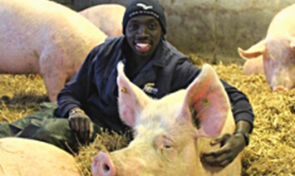 Pig farmer in a pig pen with straw and sows